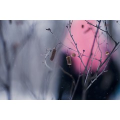 Winter Dreams